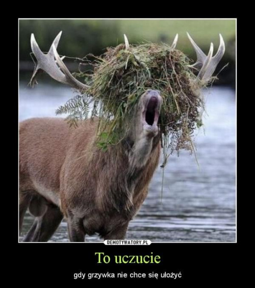[Obrazek: 142977911e901ae3med.jpg]