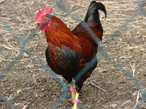 Obrazek