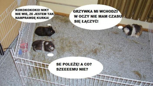 Obrazek
