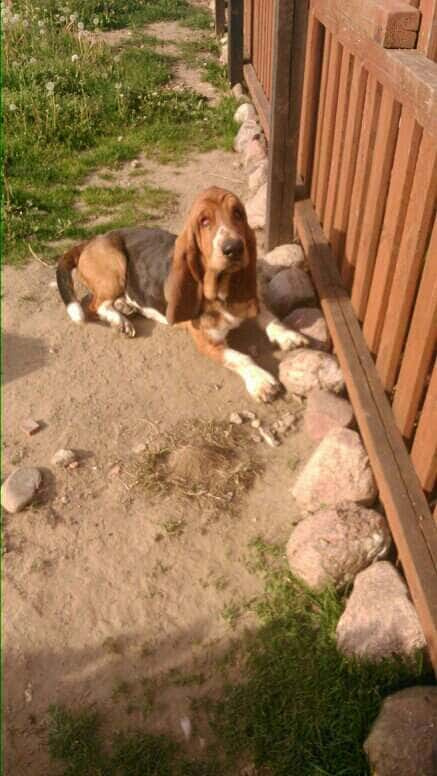 basset