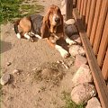 basset