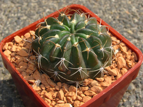 Echinopsis obrepanda