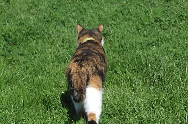 spacer z Lu #kot #koty #kwiatki #maj