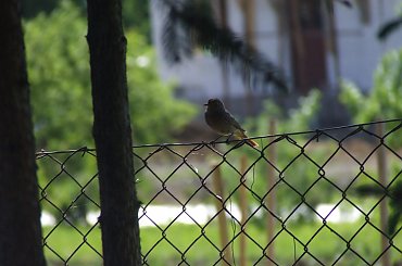 spacer z Lu #kot #koty #kwiatki #maj