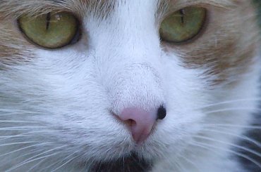 spacer z Lu #kot #koty #kwiatki #maj