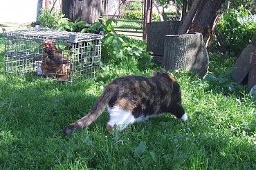 spacer z Lu #kot #koty #kwiatki #maj