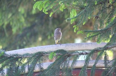 spacer z Lu #kot #koty #kwiatki #maj