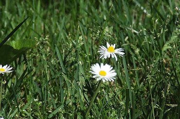 spacer z Lu #kot #koty #kwiatki #maj