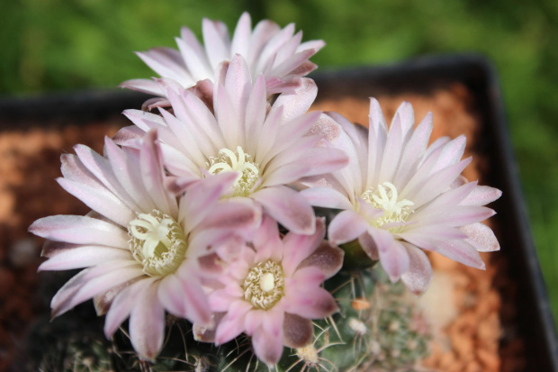 Gymnocalycium bruchii v. brigittae