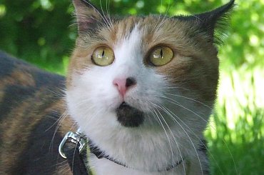 spacer z Lu #kot #koty #kwiatki #maj