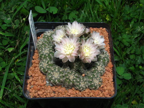 Gymnocalycium lafaldense f. spinossimum