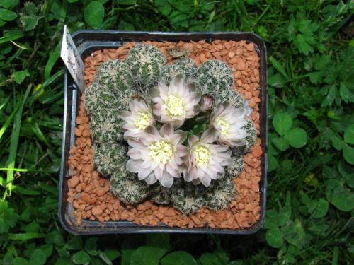 Gymnocalycium lafaldense f. spinossimum