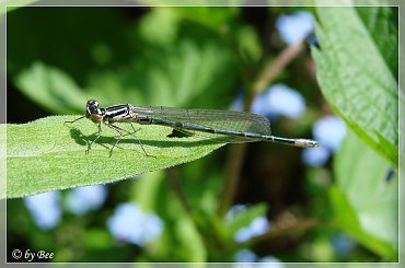 #ogród #owady #ważki