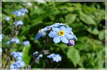 #kwiaty #niezapominajki #ogród