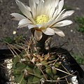 Gymnocalycium intertextum