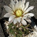 Gymnocalycium intertextum