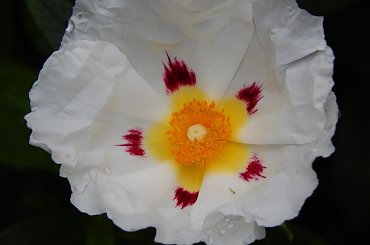 Kwiaty w krainie czarow #forum #KrainaCzarow #MojOgrod