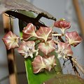 Hoya caudata