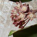 Hoya latifolia