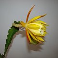 Epiphyllum WC Clark