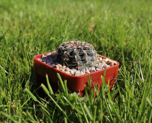 Gymnocalycium erinaceum WP 108/163