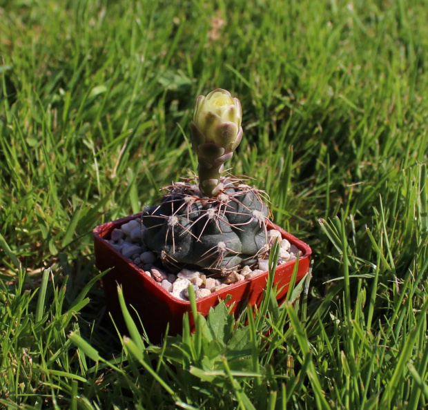 Gymnocalycium altagraciense STO 223