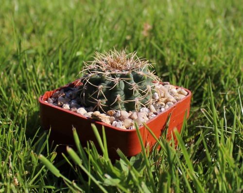 Gymnocalycium ochoterenae v. scoparium GN 859/2839