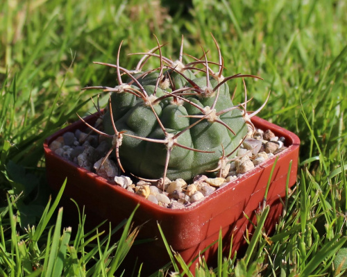 Gymnocalycium nigriareolatum v. simoi CH 1114