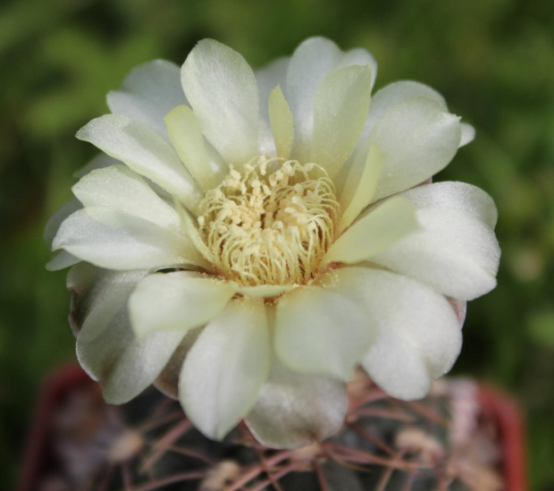 Gymnocalycium altagraciense STO 223