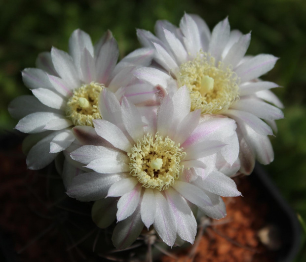 Gymnocalycium neuhuberii GN 77/1181