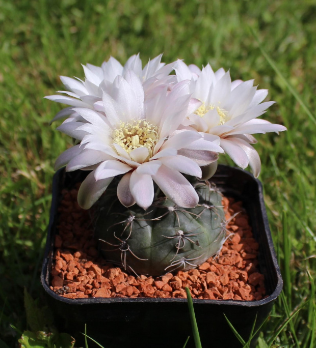 Gymnocalycium taningaense P 212