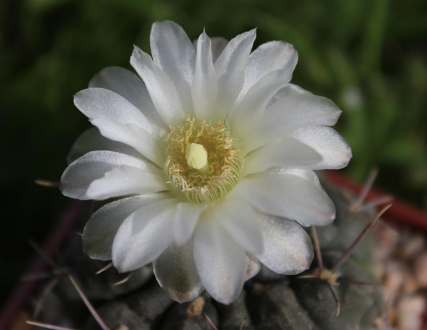 Gymnocalycium chubutense JPR 62/142