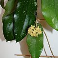 Hoya erythrina