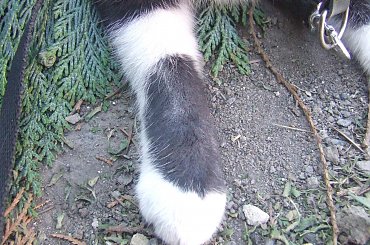 Lu #kot #koty #kwiatki #maj #popiół