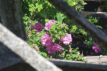 Lu #kot #koty #kwiatki #maj #popiół