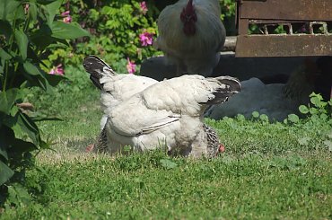 Lu #kot #koty #kwiatki #maj #popiół