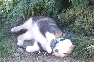 Lu #kot #koty #kwiatki #maj #popiół