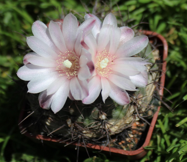 Gymnocalycium carolinense GN 90-273/876