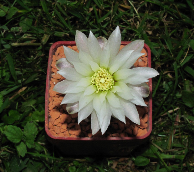 Gymnocalycium nataliae CH 1277