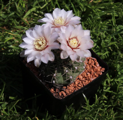 Gymnocalycium erinaceum v. paucisquamosum