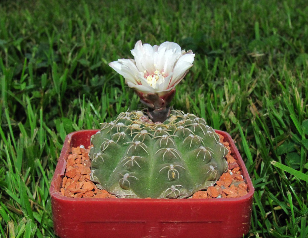 Gymnocalycium stellatum v. costatum STO 416/3