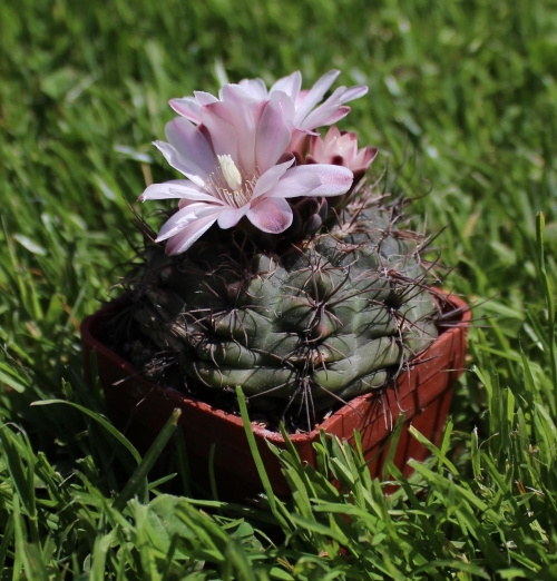 Gymnocalycium carolinense GN 90-273/876