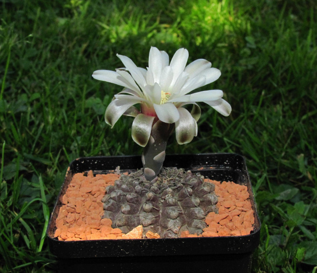 Gymnocalycium stellatum v. zantnerianum