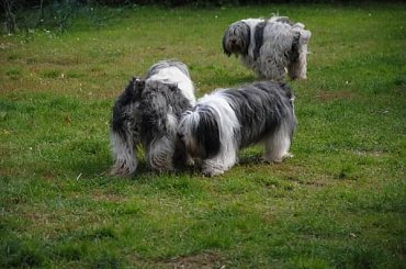 #PON #AmaCanem #szczeniaki #Szczenieta #hodowla #psy