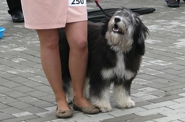 #PON #AmaCanem #szczeniaki #psy #hodowla