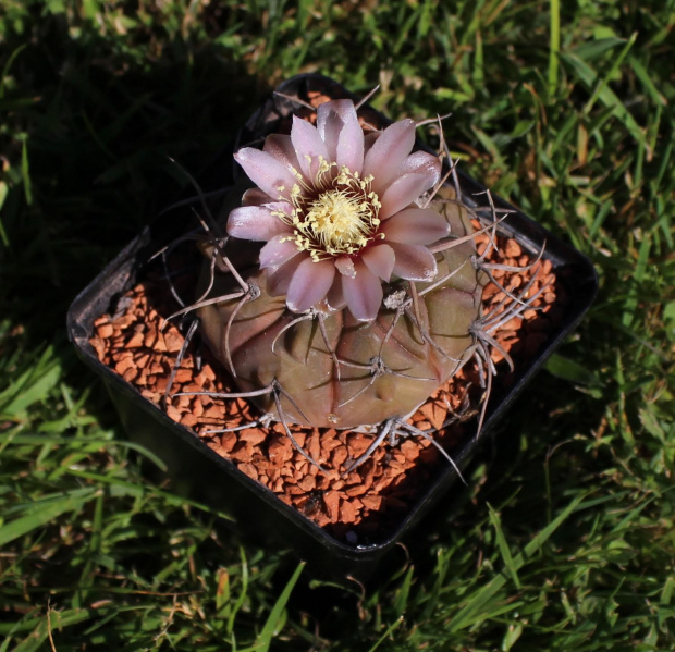 Gymnocalycium bozsingnianum v. longispinum