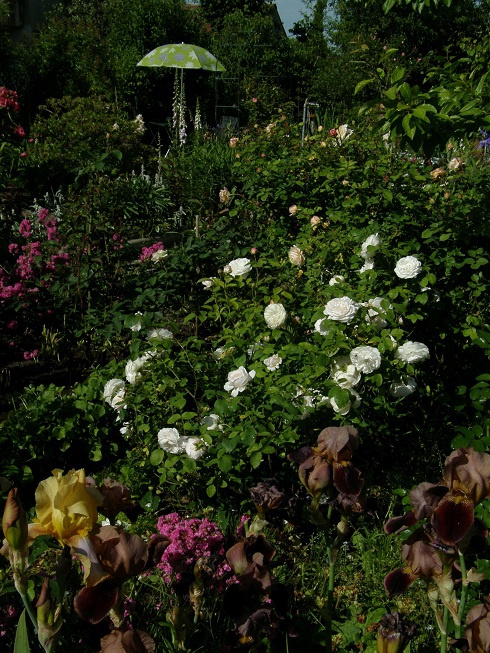 Winchester Cathedral #kwiaty #ogródek #róże