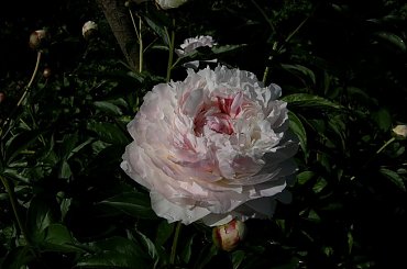 Festiva Maxima #kwiaty #ogródek #peonie #róże