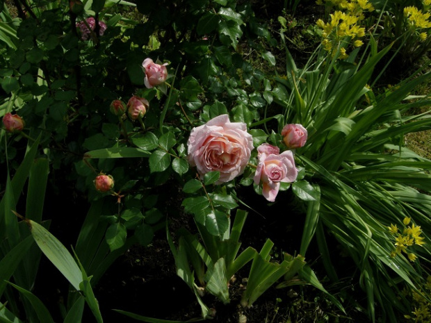 Abraham DArby