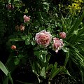 Abraham DArby